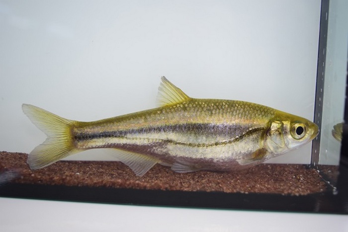 (Sinibrama) Род СИНИБРАМЫ 6 видов